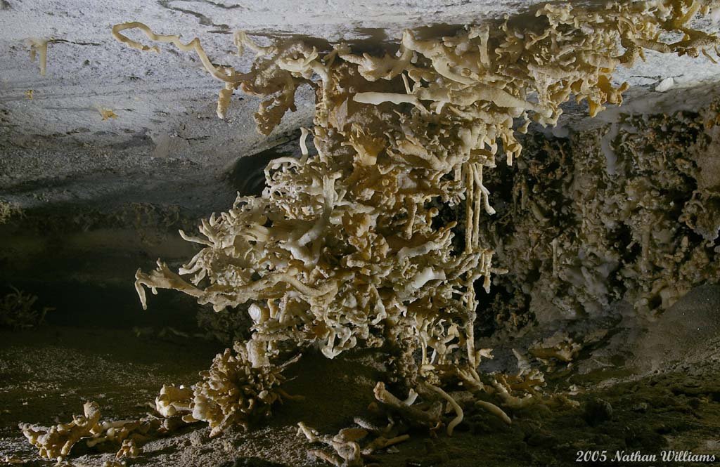 mangled  strangulation 